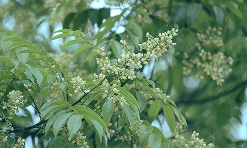 Mùa hoa sấu (bài đọc hiểu tiếng Việt lớp 3 - đề số 1)